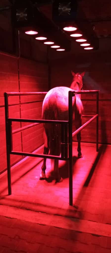 caballo en su jaula para baño