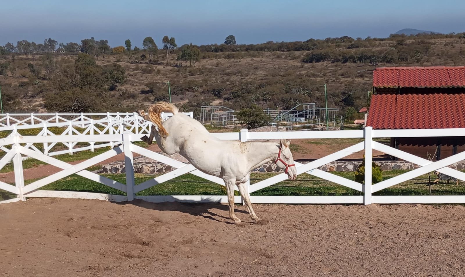 caballo blanco