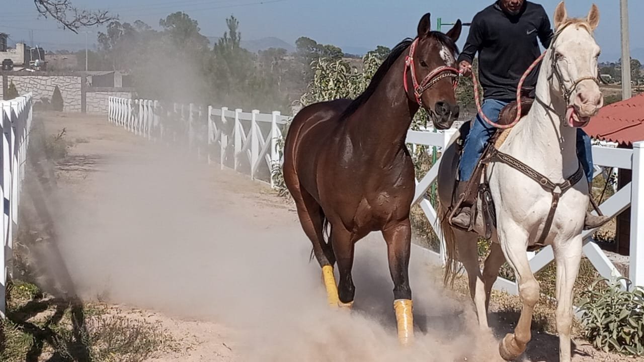 caballos trotando