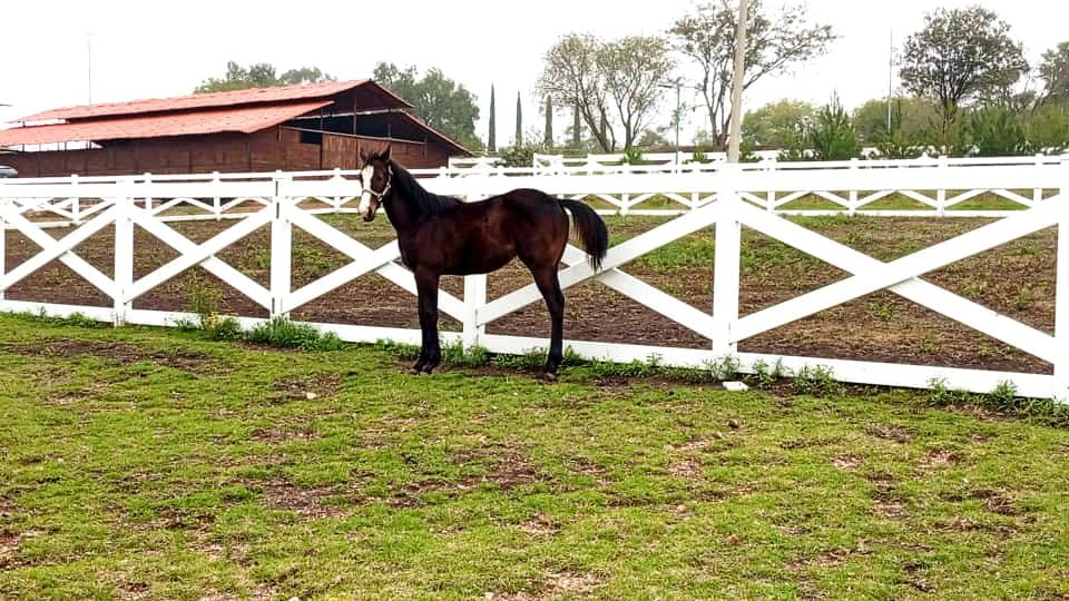 caballo negro y caballeriza al fondo